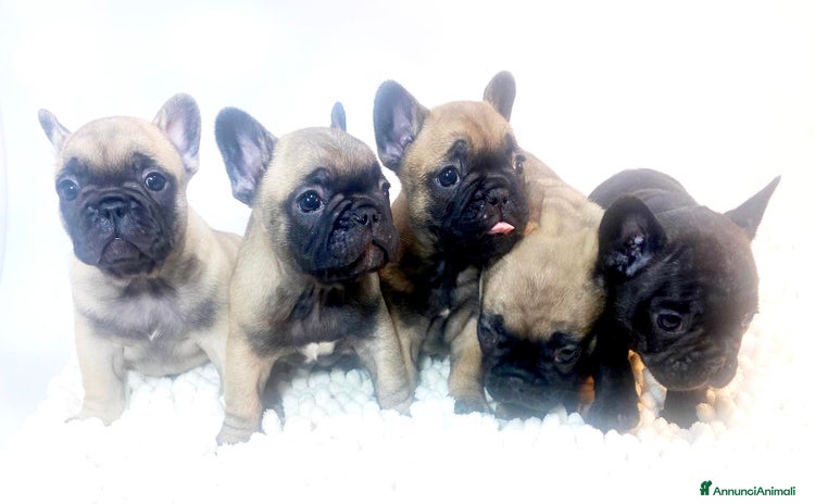 Bulldog Francese cani a Provincia di Brescia - Annuncio 11