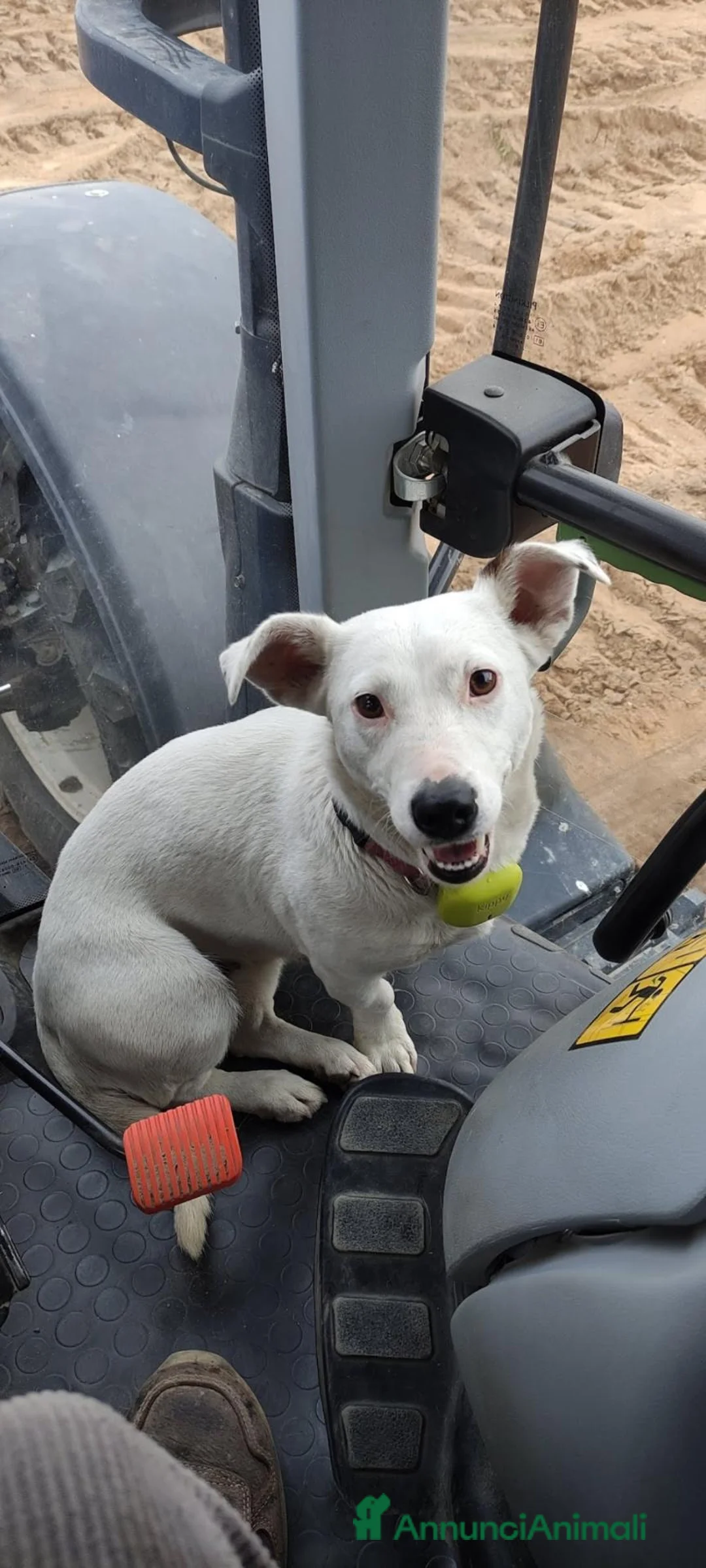 Jack Russell cani in vendita: Cuccioli di puro Jack russel  - Annuncio 6