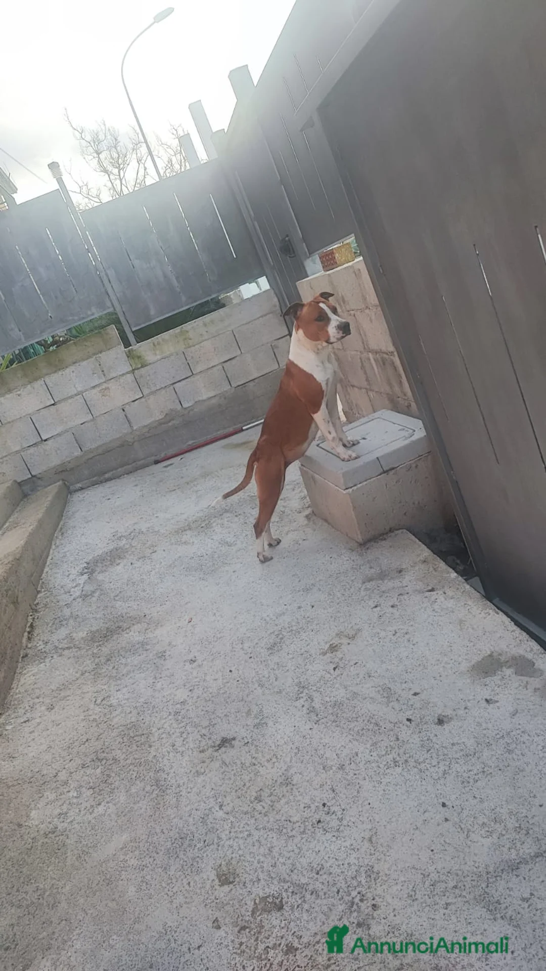 American Staffordshire cani in regalo: Regalo  amstaff femmina - Annuncio 1