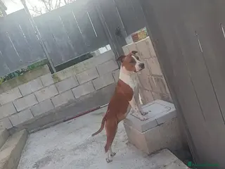 American Staffordshire cani Regalo amstaff femmina - Annuncio 3