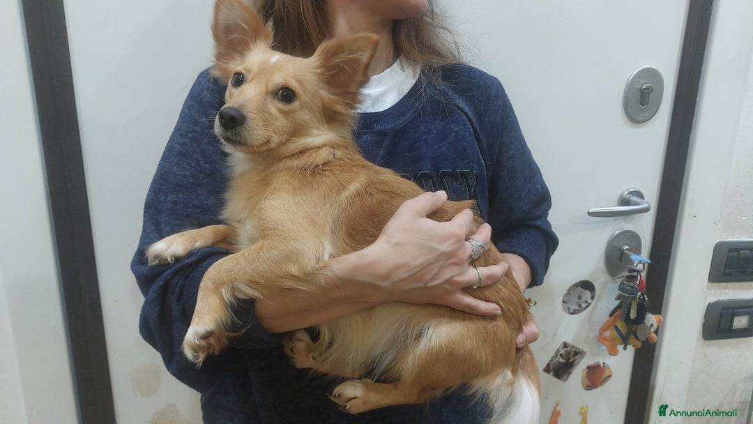 Meticcio cani in regalo: MIA mix chihuahua taglia mini cerca casa - Annuncio 5