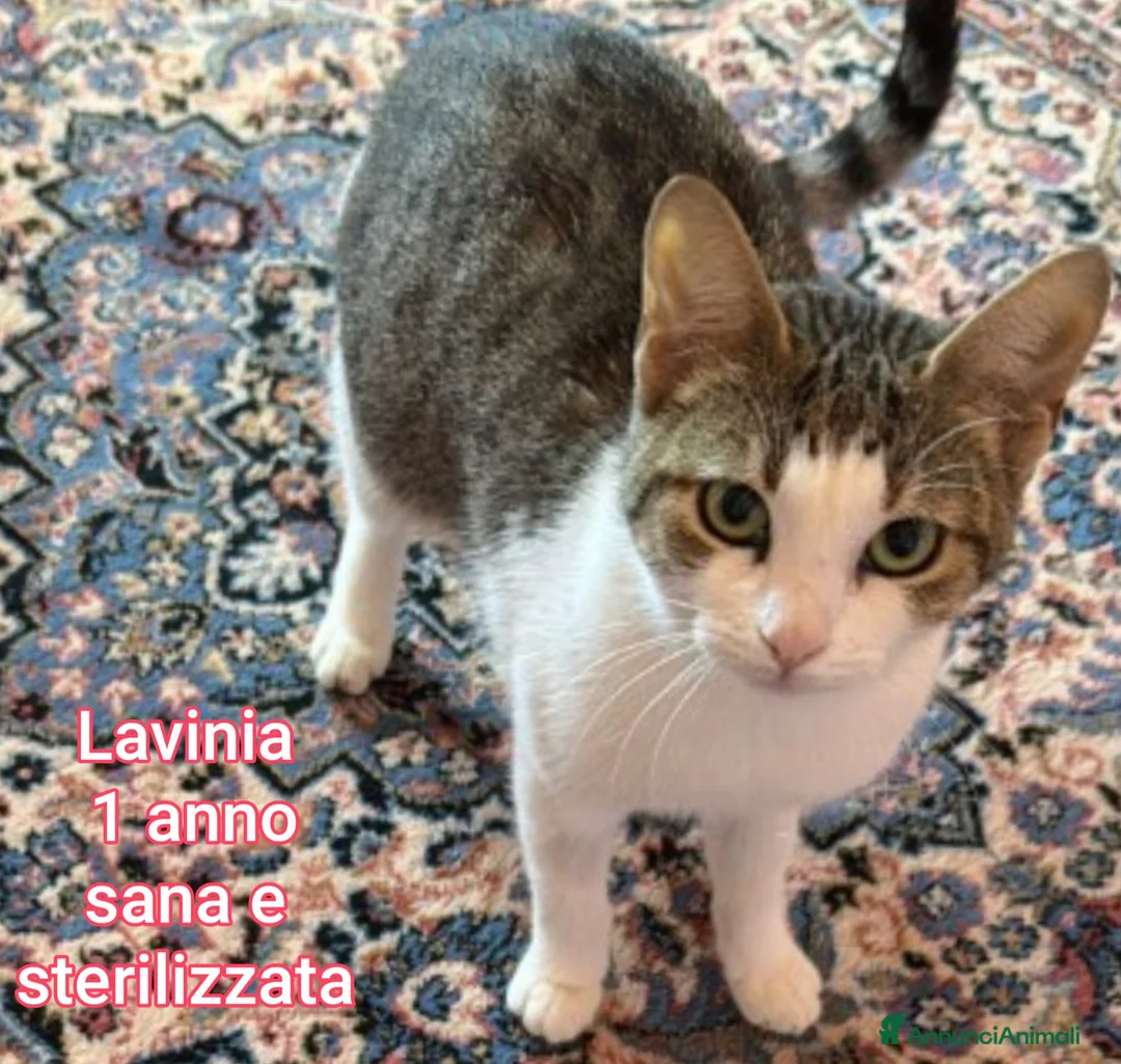 Altre razze gatti in regalo: GATTINI ABBANDONATI: URGENTE  a Città Metropolitana di Torino - Annuncio 11