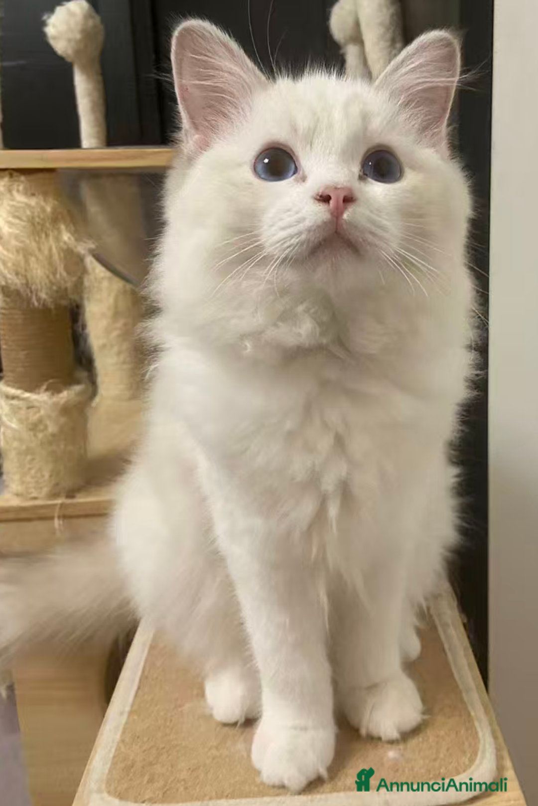 Ragdoll gatti in vendita: Cuccioli ragdoll - Annuncio 6