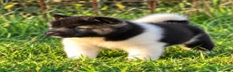 Akita Americano cani in vendita: Cuccioli Akita Americano  - Annuncio 4