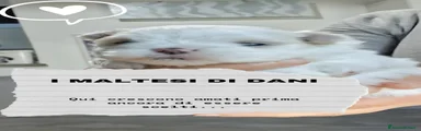 Maltese Cucciolo 1