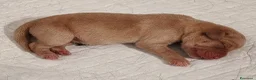 Labrador cani in vendita: Cuccioli di Labrador retriever neri e gialli - Annuncio 2