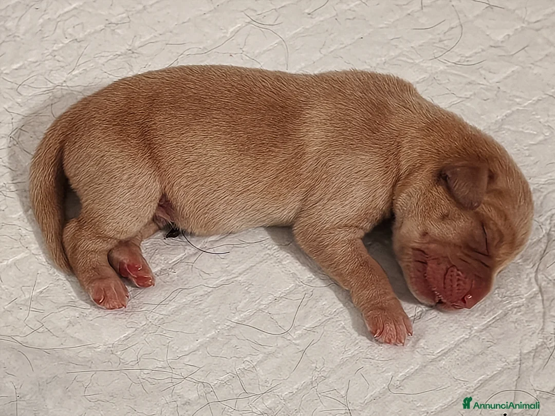 Labrador cani in vendita: Cuccioli di Labrador retriever neri e gialli - Annuncio 2