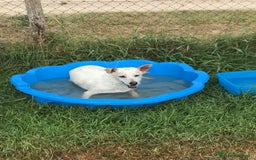 Meticcio cani in regalo: TILLA a Provincia di Latina - Immagine 2