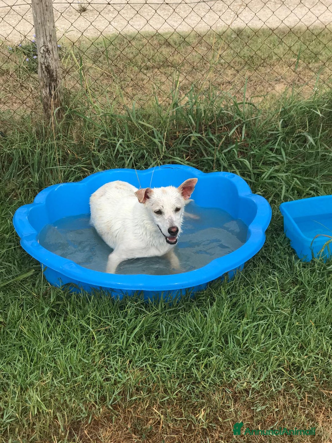 Meticcio cani in regalo: TILLA a Provincia di Latina - Annuncio 2