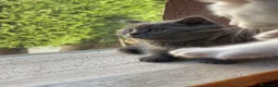 British gatti in vendita: 🐾 I piccoli gattini pelosi e adorabili  - Annuncio 3