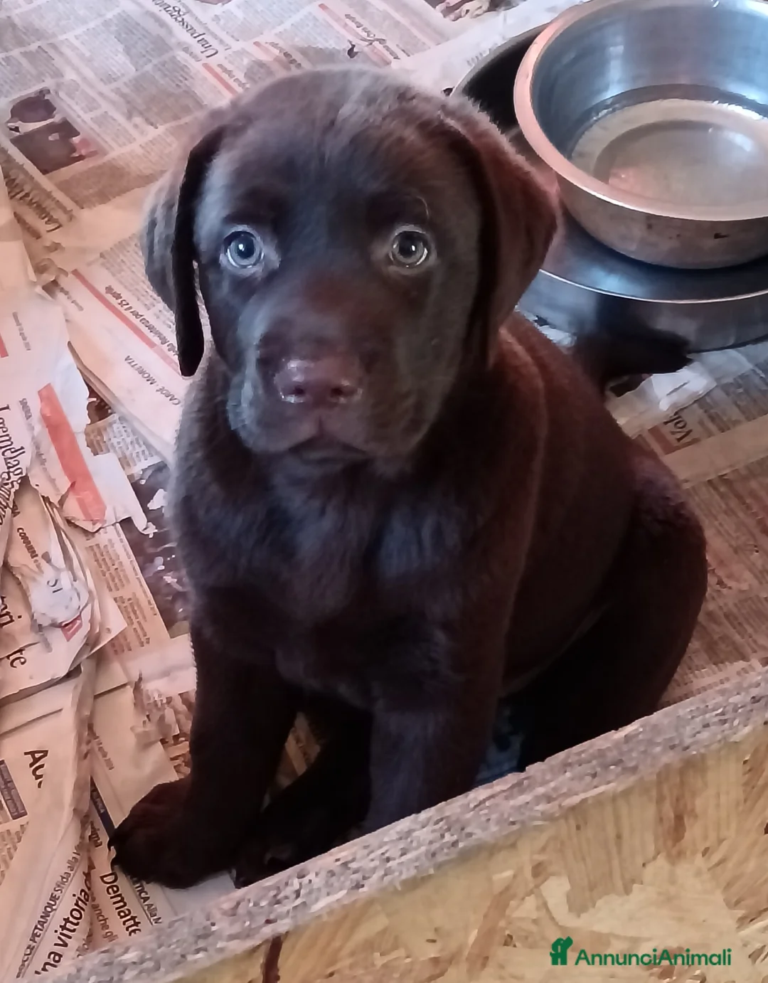 Labrador cani in vendita: Cuccioli di labrador  a Provincia di Cuneo - Annuncio 2