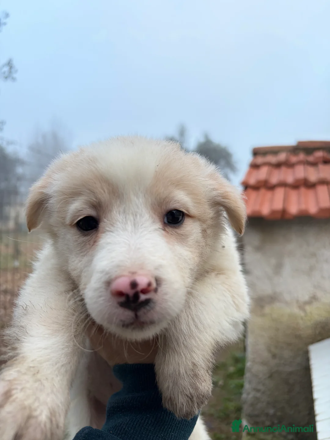 Border Collie cani in vendita: Cucciole di Border collie - Annuncio 4