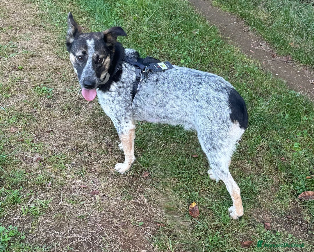 Meticcio cani in regalo: Splendida meticcia - DIVY a Città metropolitana di Milano - Annuncio 7