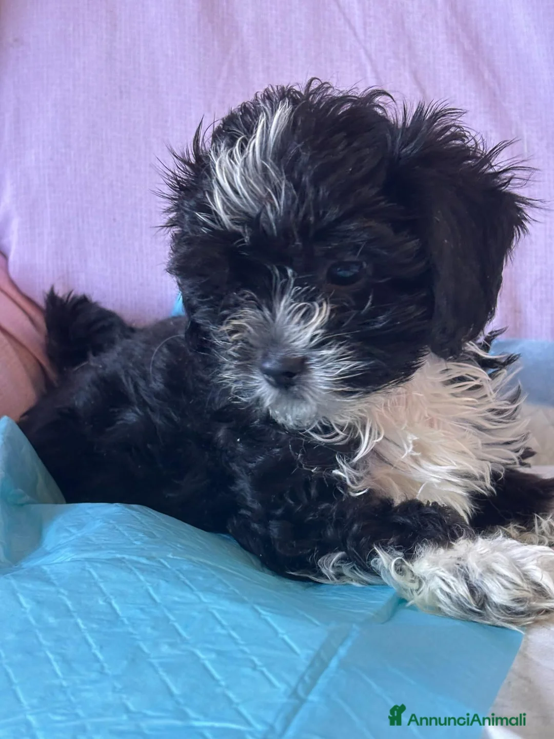 Shihpoo cani in vendita: Cuccioli di shih-poo - Annuncio 2