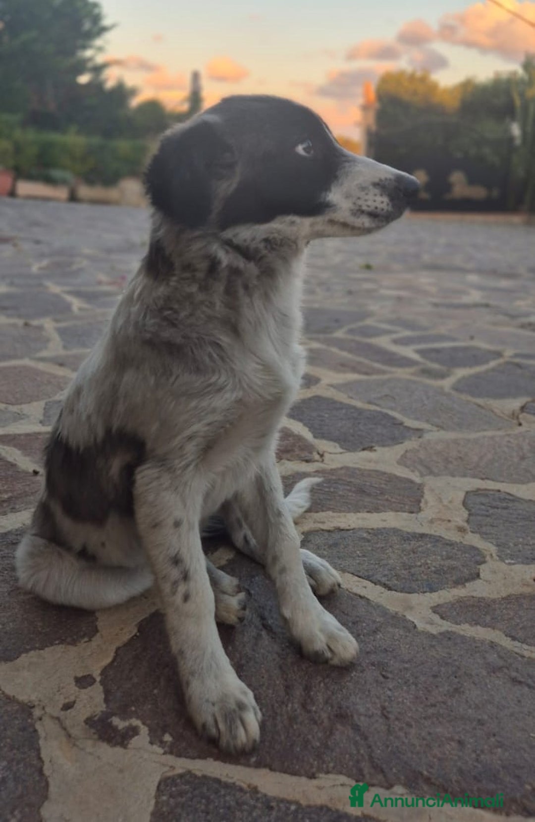 Meticcio cani in regalo: Moka socievole equilibrata affettuosa - Annuncio 3