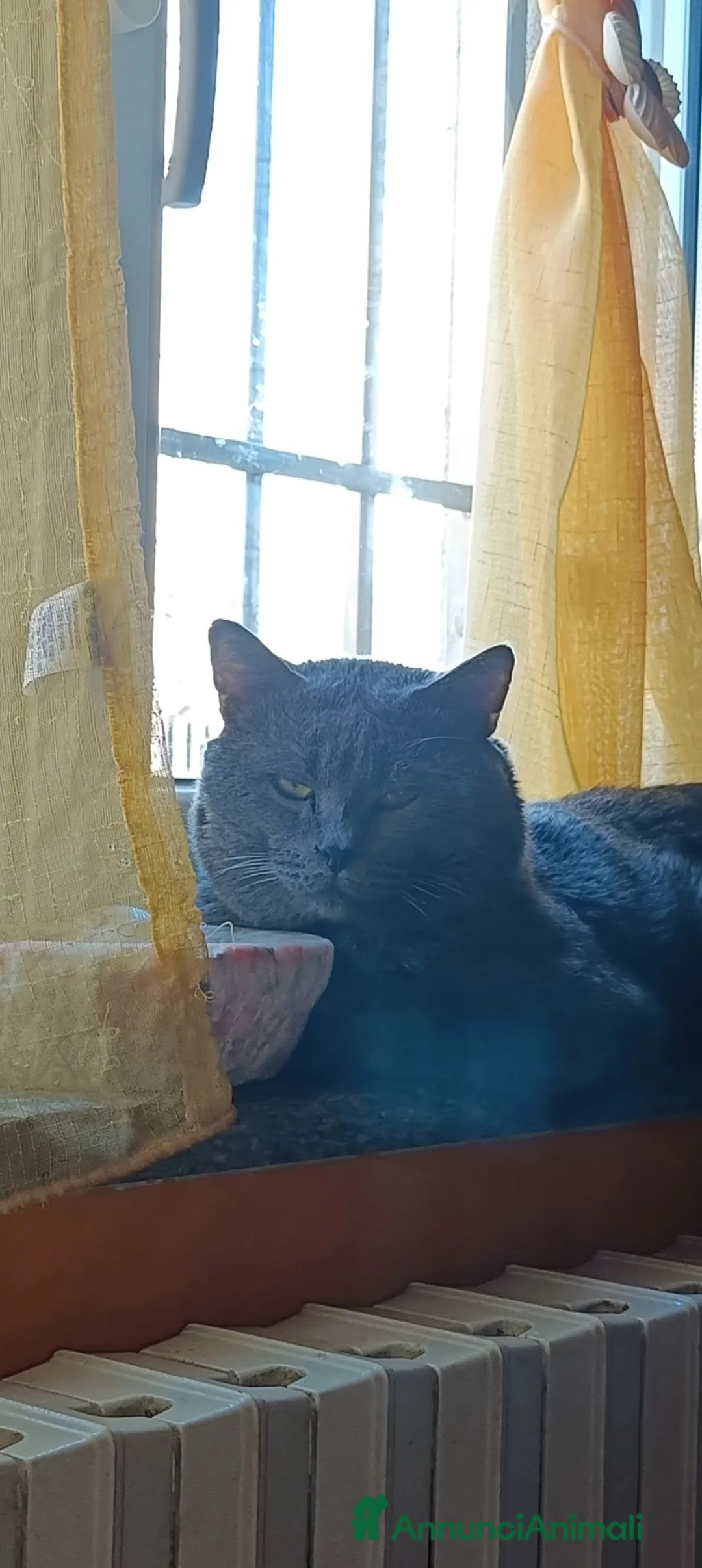 Certosino gatti per accoppiamento: STALLONE GATTO CERTOSINO X MONTA  - Annuncio 1