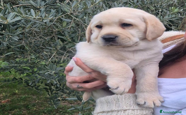 Labrador cani Cuccioli Labrador Retriever  - Annuncio 1