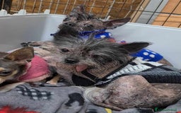 Altre razze cani in regalo: LAMPONE & MIRTILLO, mini CANI NUDI CINESI fifoni! a Città Metropolitana di Firenze - Immagine 2