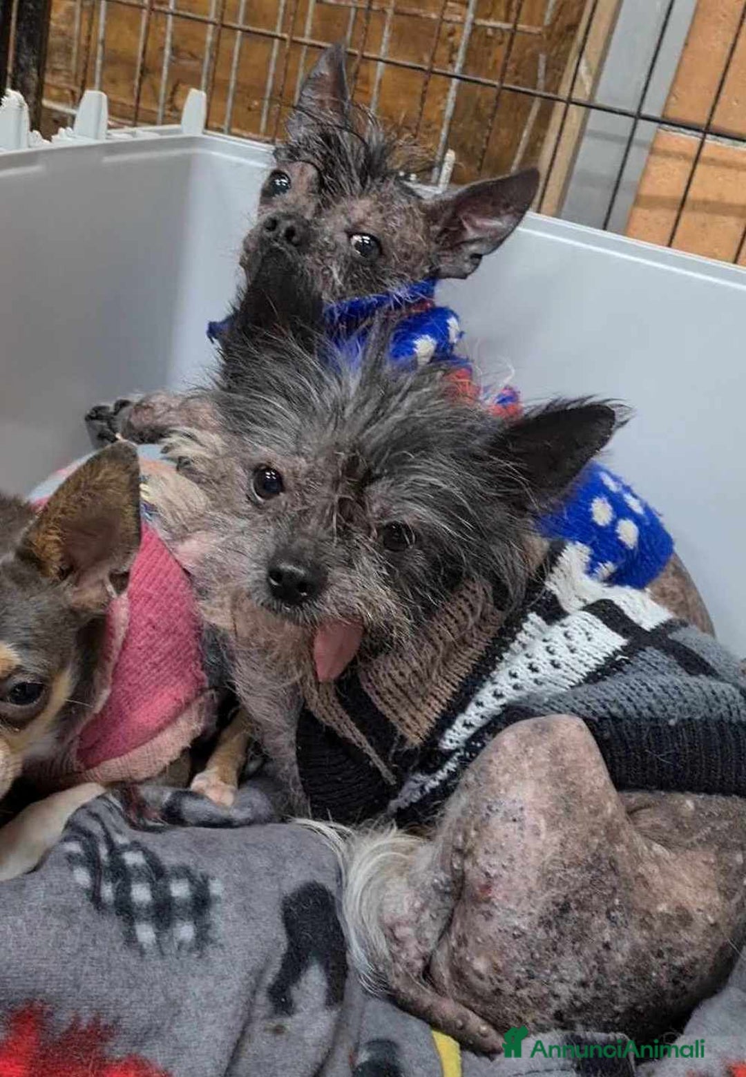 Altre razze cani in regalo: LAMPONE & MIRTILLO, mini CANI NUDI CINESI fifoni! a Città Metropolitana di Firenze - Immagine 2