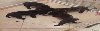 Presa Canario 2