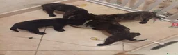 Presa Canario cani in vendita: Presa canario  - Annuncio 3