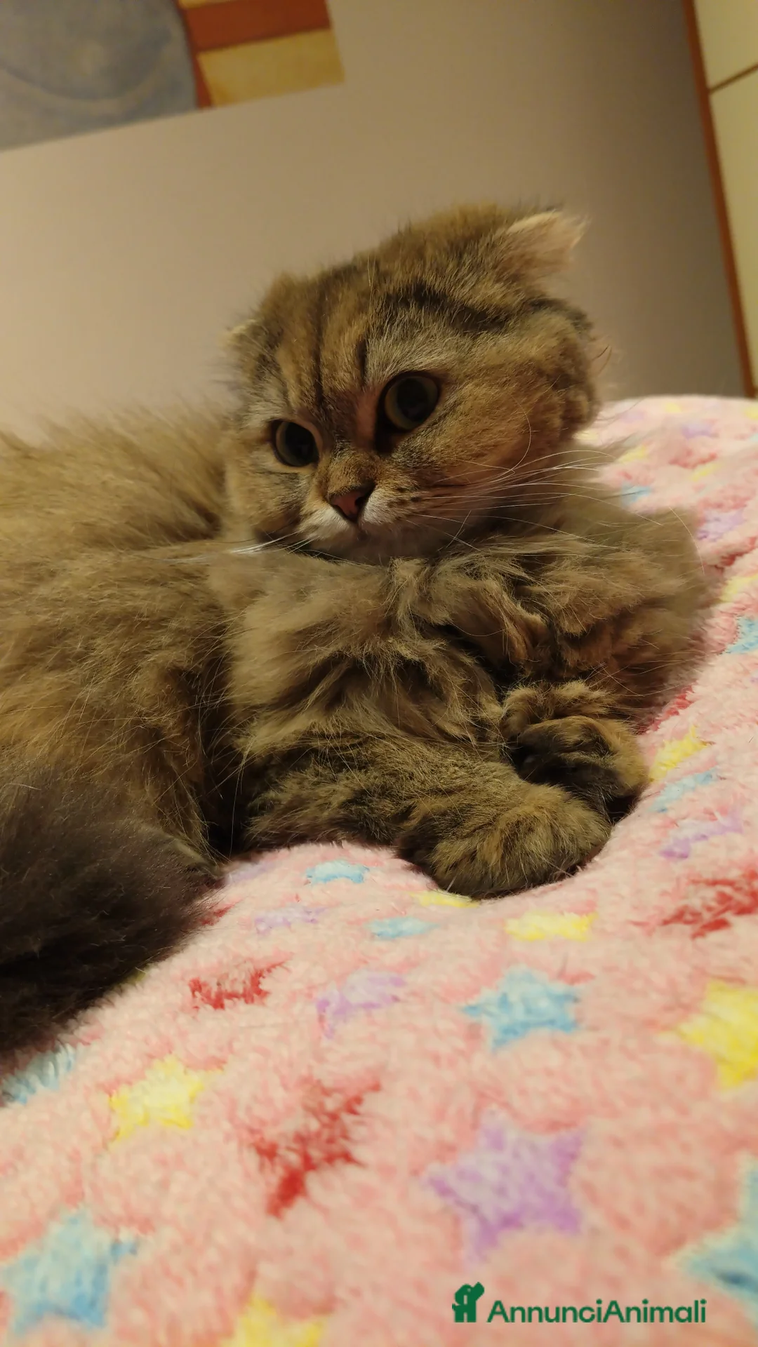 Scottish gatti per accoppiamento: Cerco maschio x accoppiamento a Ente di decentramento regionale di Udine - Annuncio 1