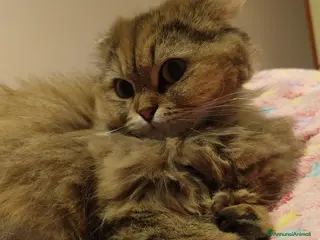 Scottish gatti Cerco maschio x accoppiamento - Annuncio 1