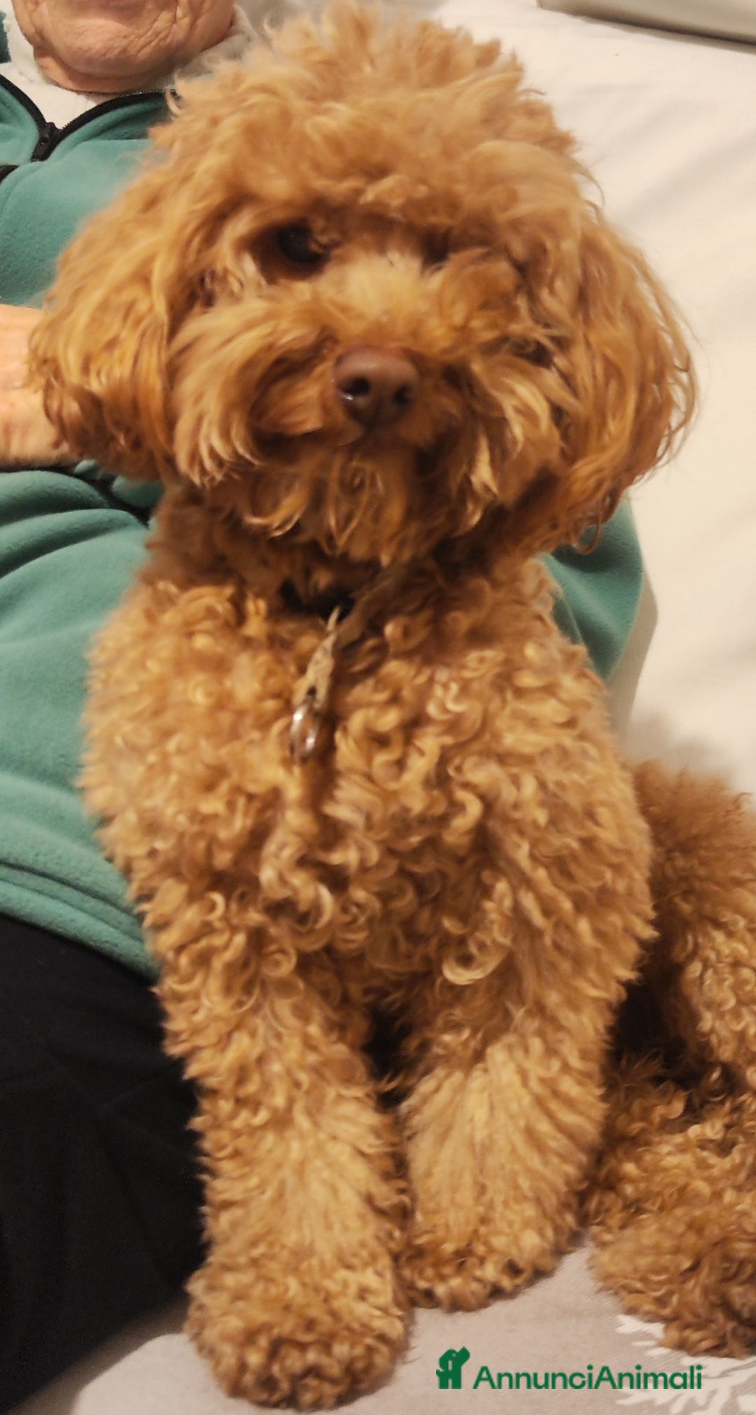 Barbone cani per accoppiamento: Barboncino pedigree e test genetici - Annuncio 3