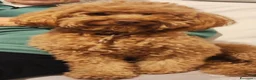 Barbone cani per accoppiamento: Barboncino pedigree e test genetici - Annuncio 3