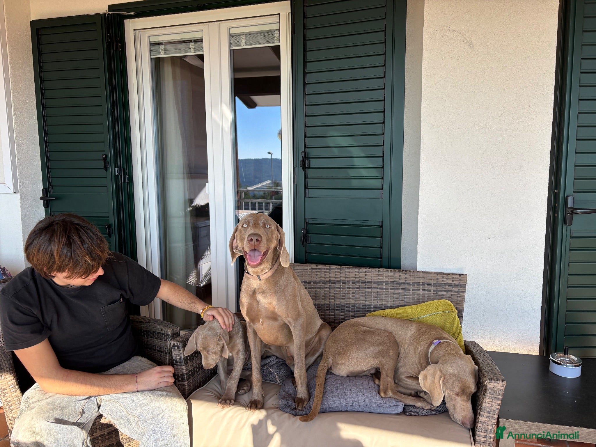Weimaraner cani Dolcissimi cuccioli di Weimaraner - Annuncio 5