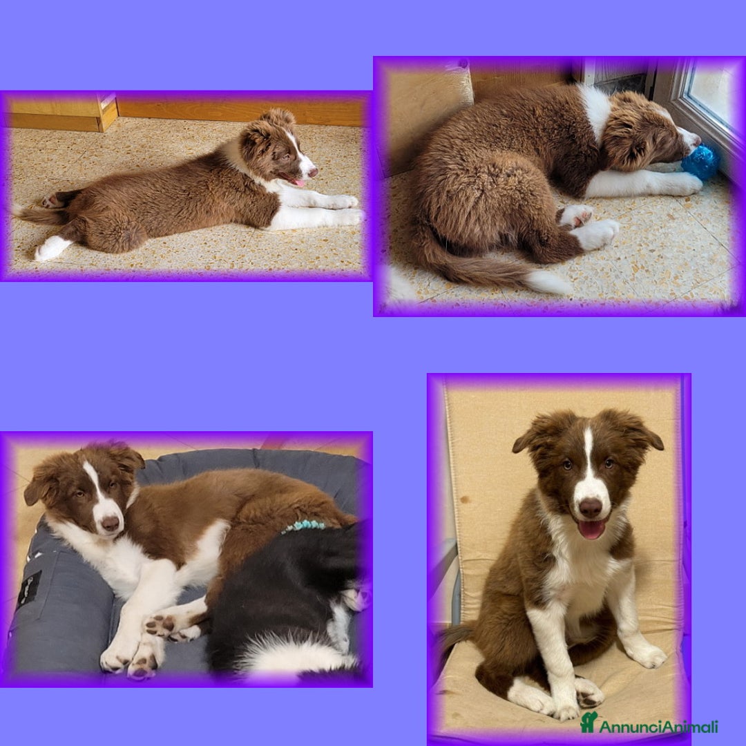 Border Collie cani in vendita: CUCCIOLO MARRONE BORDER COLLIE  a Città metropolitana di Roma Capitale - Immagine 2
