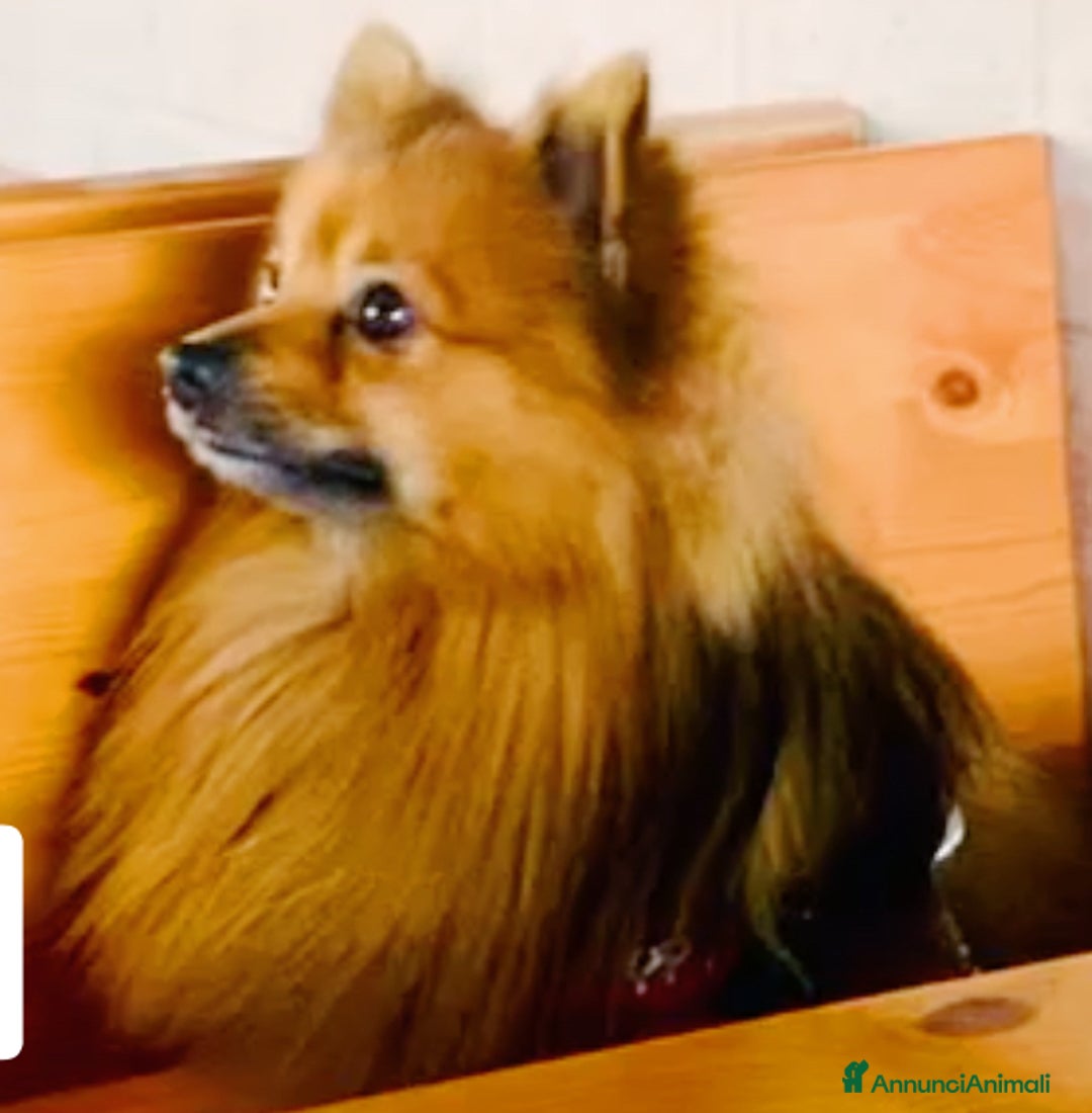 Volpino Pomerania cani per accoppiamento: Volpino Pomerania disponibile per accoppiamento  - Annuncio 3