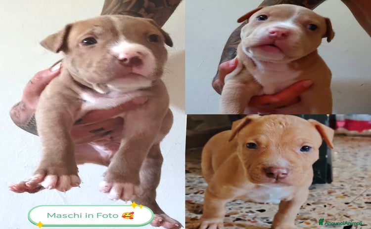 Pitbull cani a Provincia di Reggio Emilia - Annuncio 1