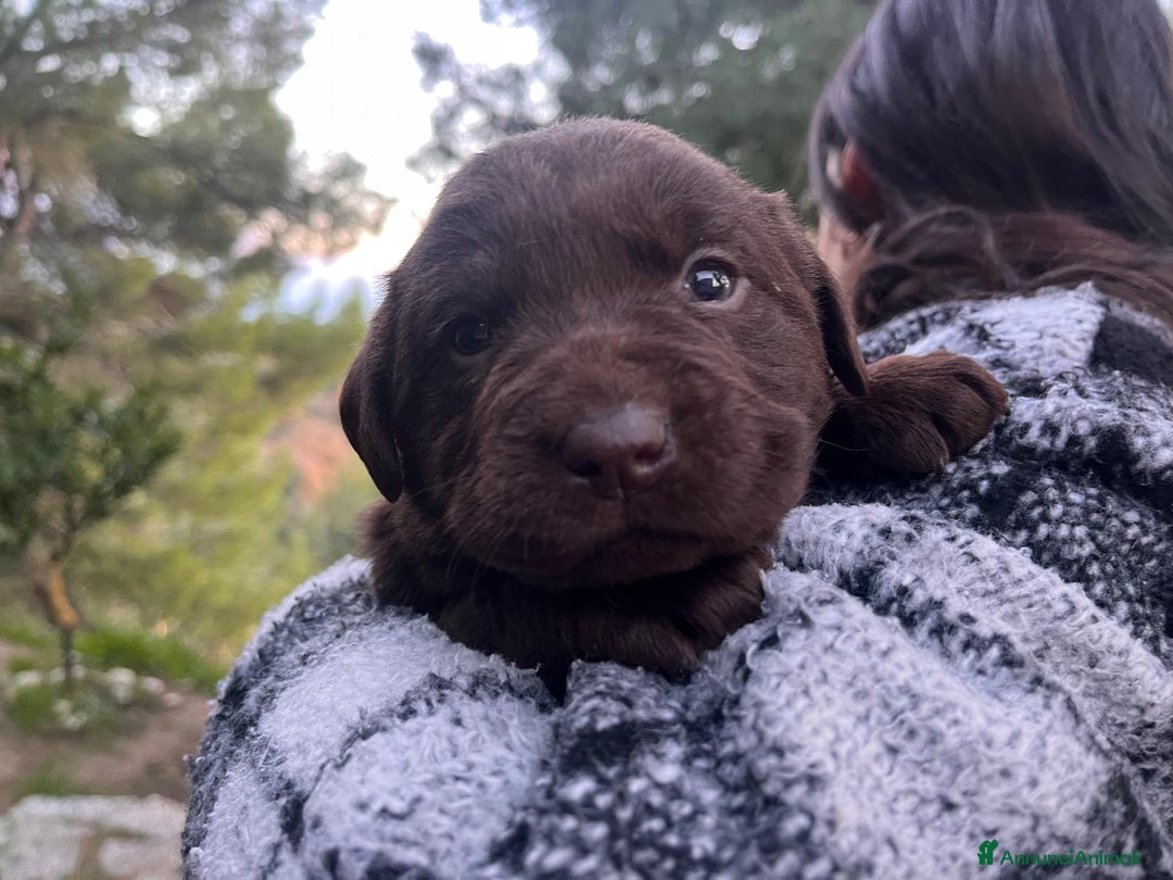 Labrador cani in vendita: Vendita cuccioli labrador - Annuncio 5