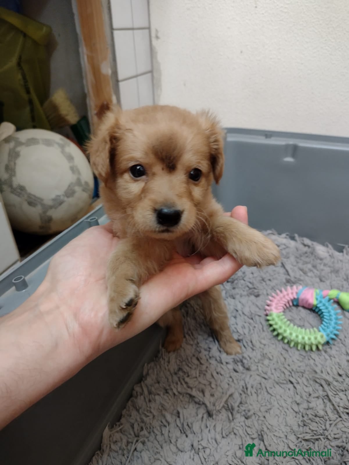Volpino Italiano cani Splendido cucciolo di Volpino (Catania)  - Annuncio 1