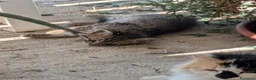 Meticcio gatti in vendita: gattini portafortuna - Annuncio 8