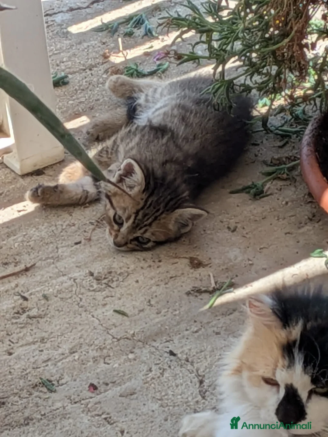 Meticcio gatti in vendita: gattini portafortuna - Annuncio 8