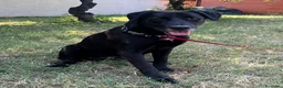 Meticcio cani in regalo: ELIJA LABRADOR - Annuncio 5