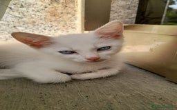 Altre razze gatti in regalo: GATTINI DOLCISSIMI - Annuncio 1