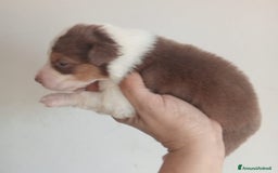 Australian Shepherd cani in vendita: Cuccioli di pastore australiano a Provincia di Ferrara - Immagine 2