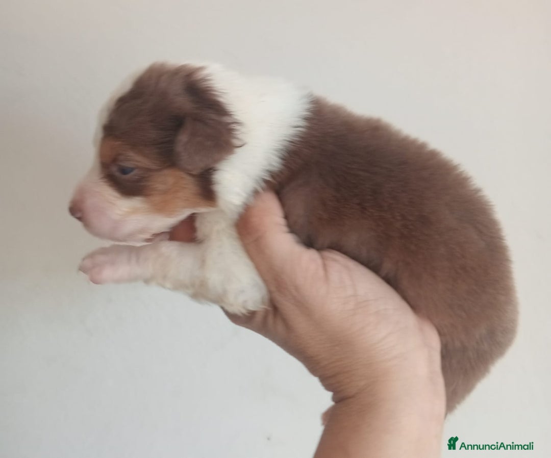 Australian Shepherd cani in vendita: Cuccioli di pastore australiano a Provincia di Ferrara - Immagine 2