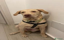 Labrador cani in regalo: Splendido Labrador - THOR a Città metropolitana di Milano - Immagine 4