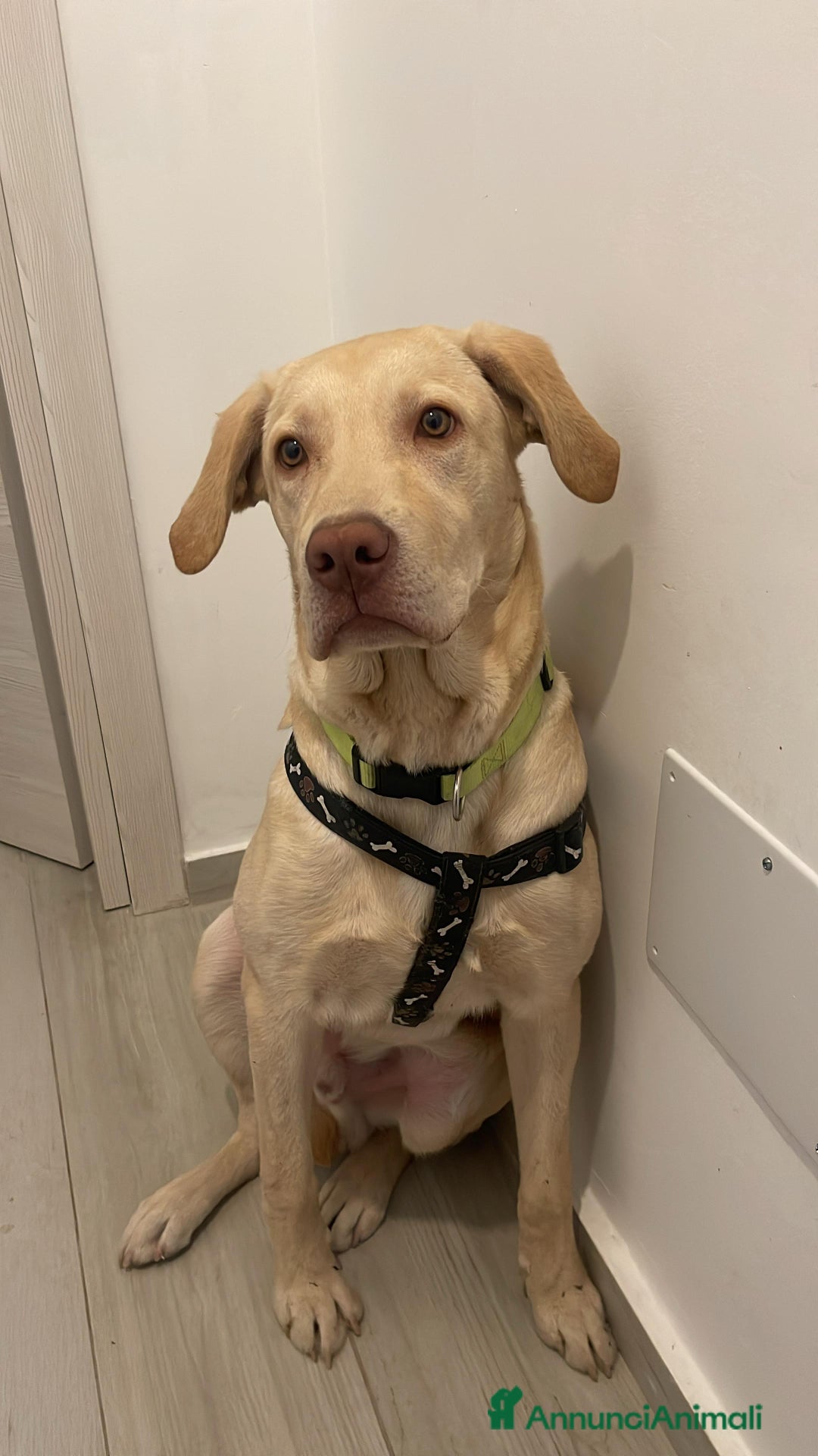 Labrador cani in regalo: Splendido Labrador - THOR a Città metropolitana di Milano - Immagine 4