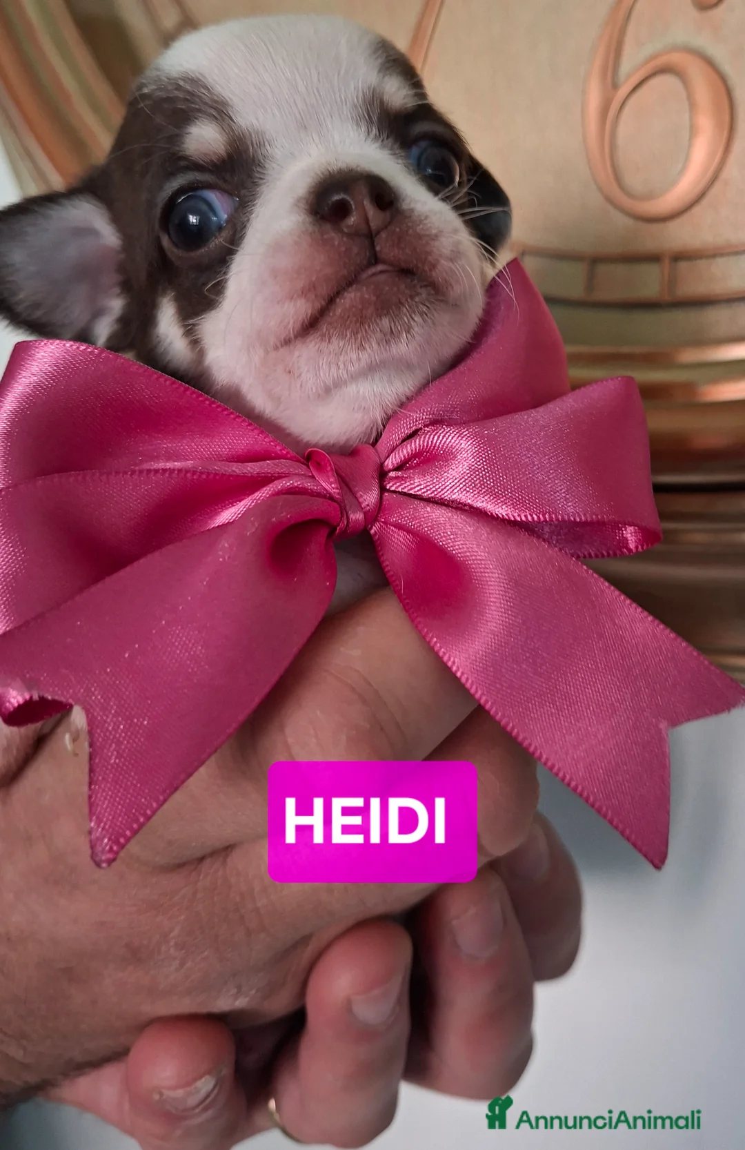 Chihuahua cani in vendita: Femmine chihuahua  - Annuncio 8