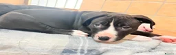 Pitbull cani in vendita: Cuccioli pitbull  - Annuncio 4
