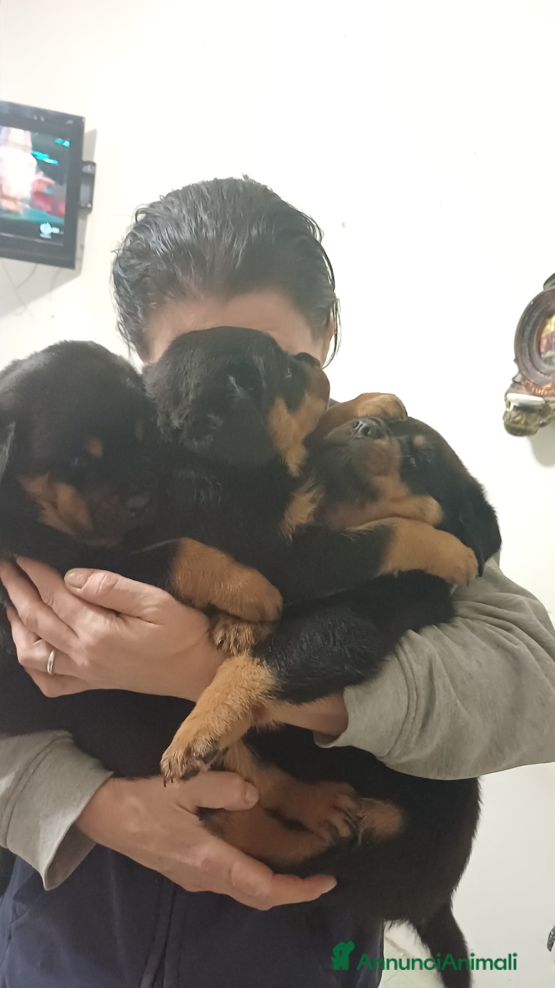 Rottweiler cani in vendita: Cuccioli rotweiller  - Annuncio 4