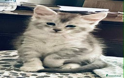 Maine Coon gatti in vendita: Cuccioli Maine coon linea shaded e golden a Provincia di Foggia - Immagine 3