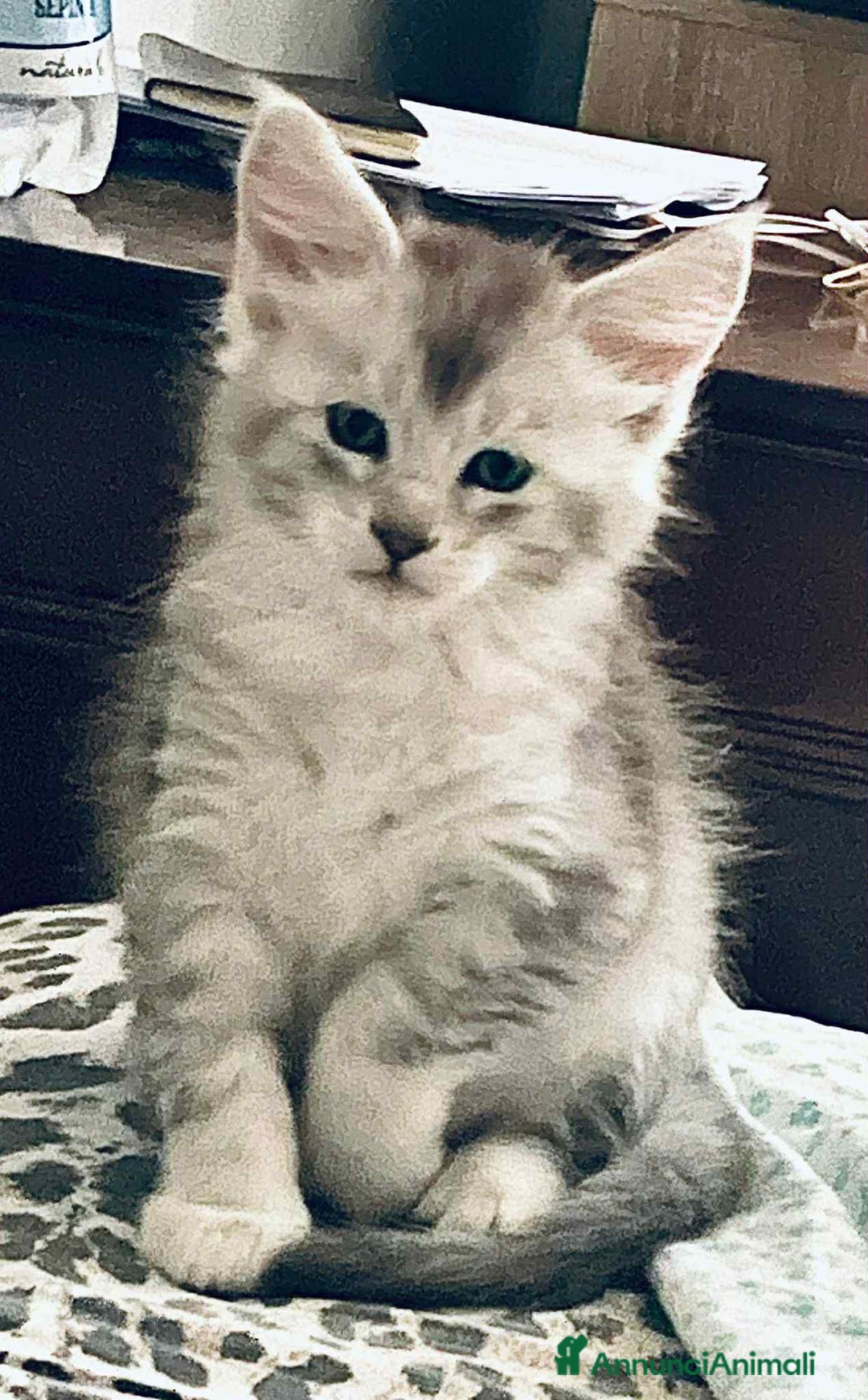 Maine Coon gatti in vendita: Cuccioli Maine coon linea shaded e golden a Provincia di Foggia - Immagine 3