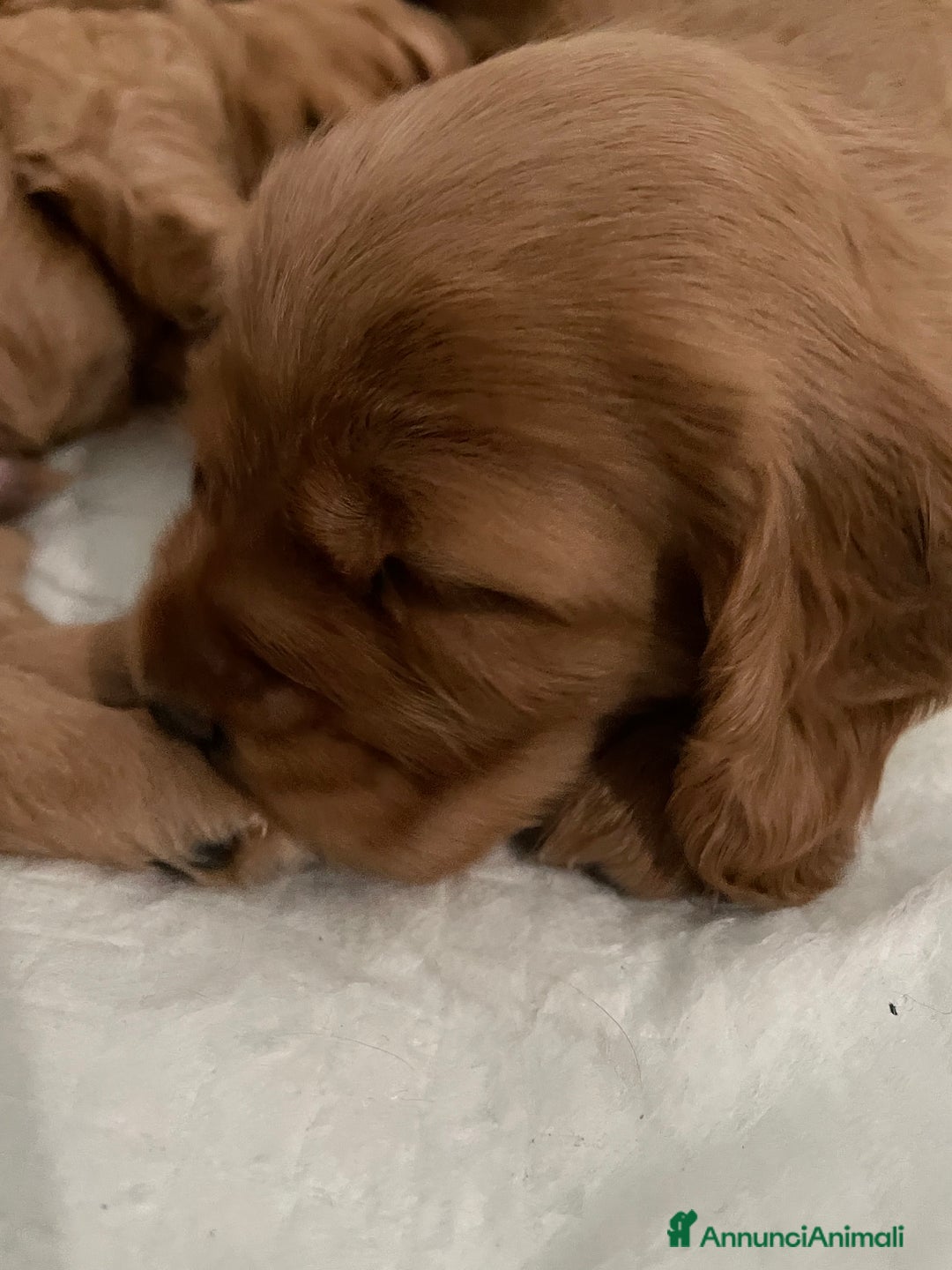 Cocker cani in vendita: Dolcissimi cuccioli di Cocker Spaniel Inglese - Annuncio 7