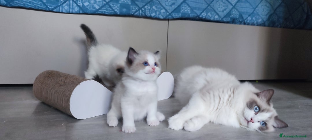 Ragdoll gatti in vendita: cucciolo rag seal bic  a Città metropolitana di Milano - Immagine 3